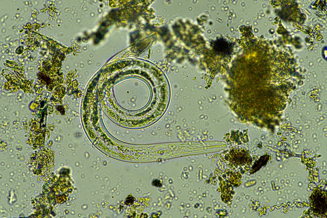 Nematoden als biologische helpers tegen plagen
