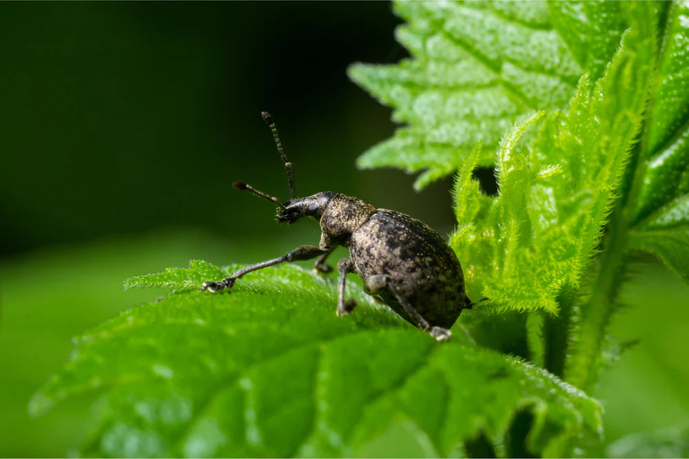 Snuitkever op groen blad