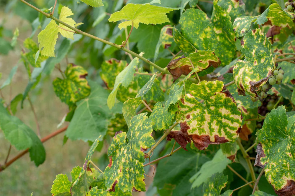 Druivenbladeren met gele vlekken en bruine randen door ziekte of schimmel