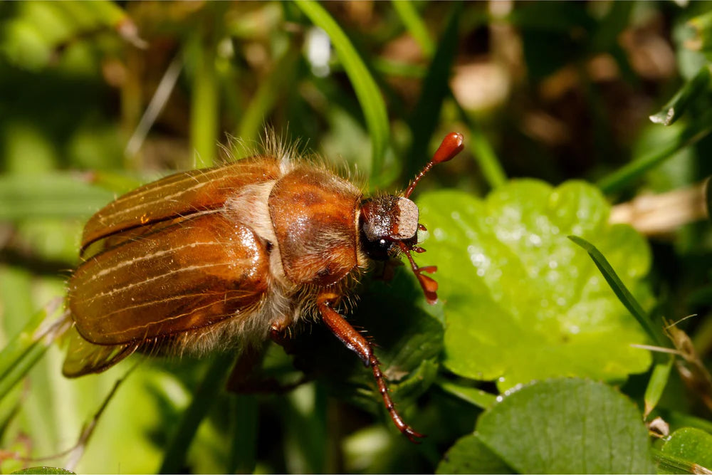 Close-up van een bruine meikever op groen blad met zichtbare antennes en poten