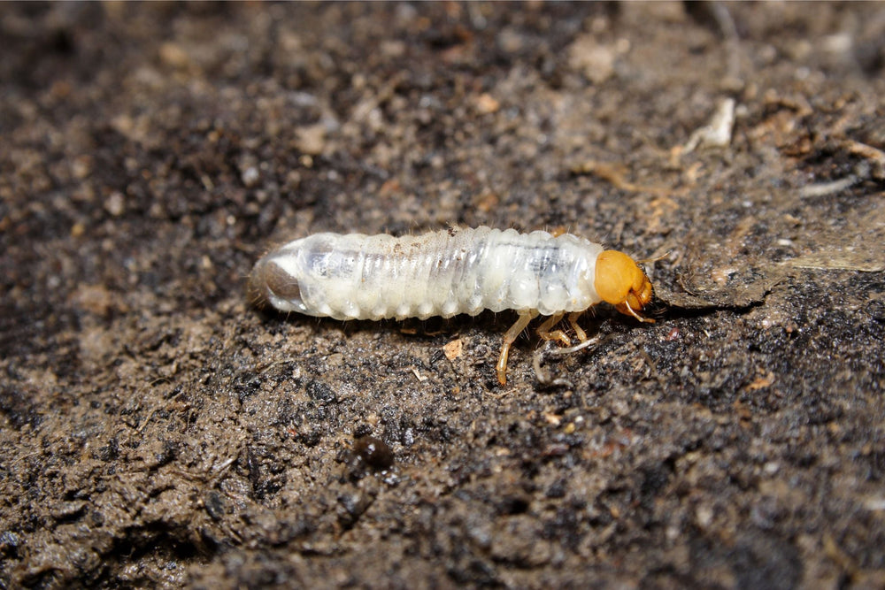 Larve met een geelbruine kop en een wit doorschijnend lichaam op donkere aarde