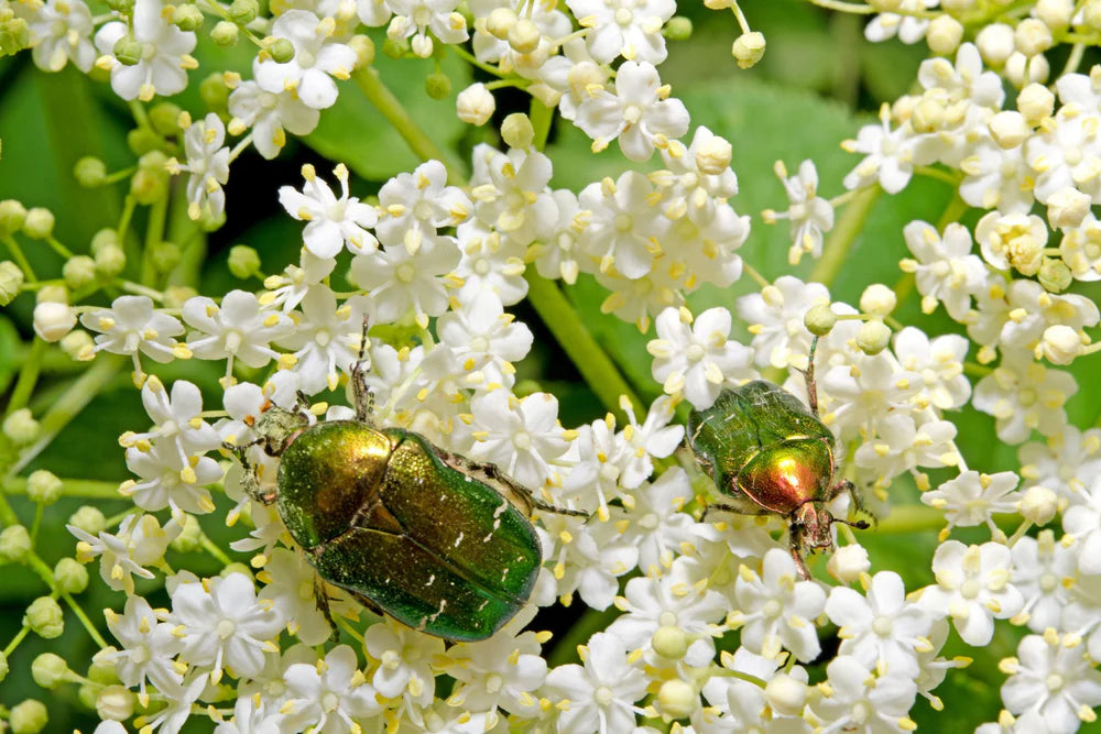 Twee glanzende engeringen op witte bloesem van een plant