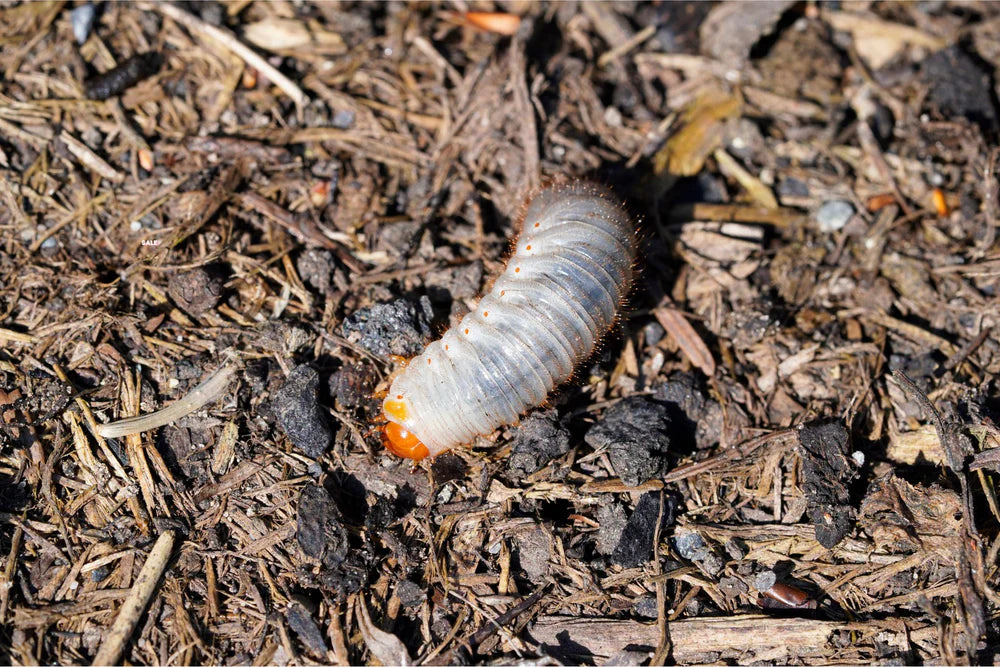 Een witte engerling met een oranje kop kruipt over donkere aarde met stukjes hout en bladeren