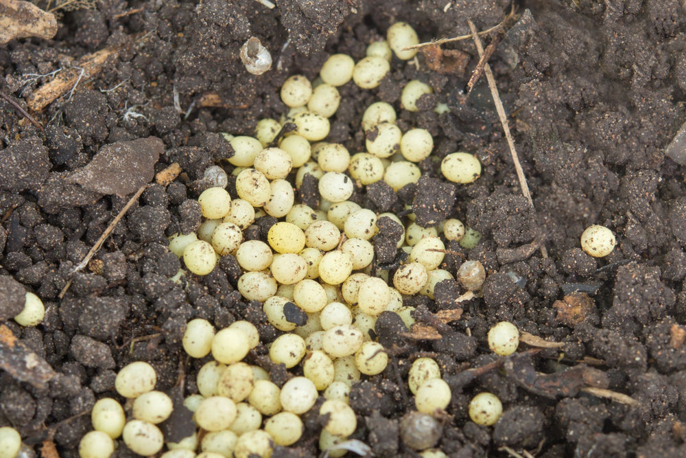 Kleine, ronde, lichtgele eitjes verspreid op donkere aarde