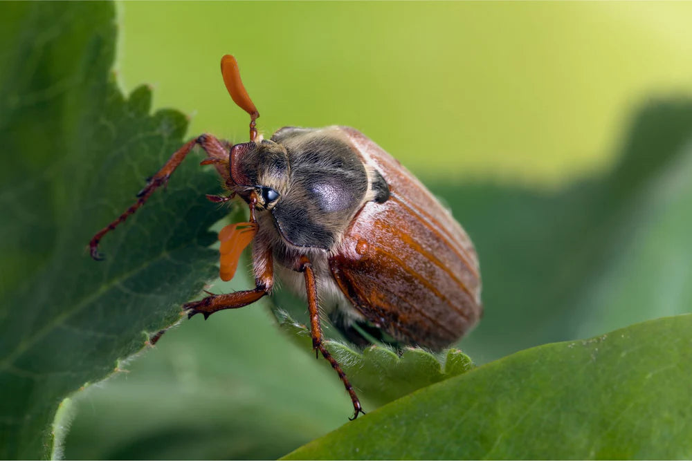 Meikever op een groen blad met zichtbare antennes en poten