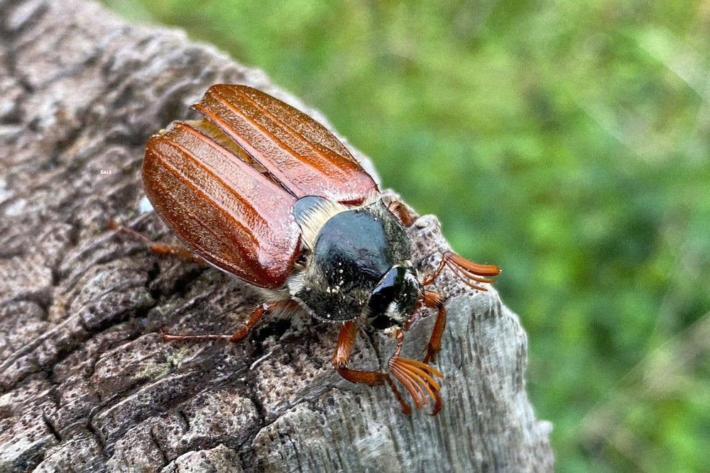 Meikever met roodbruine vleugels en zwarte kop op een ruwe boomschors