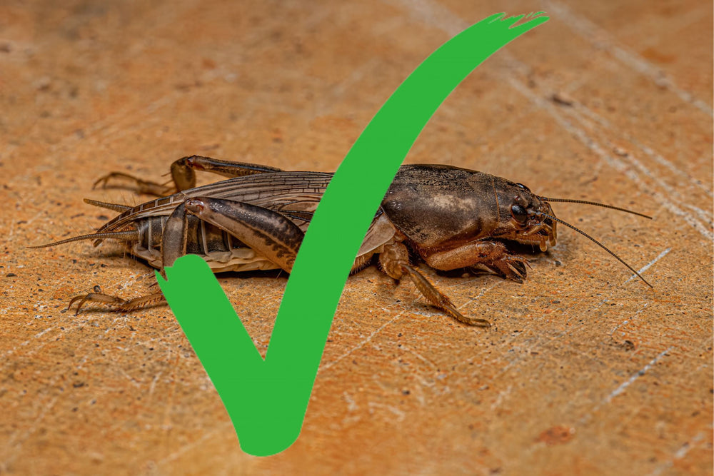Maulwurfsgrille op een bruine ondergrond met een groene vink over het insect