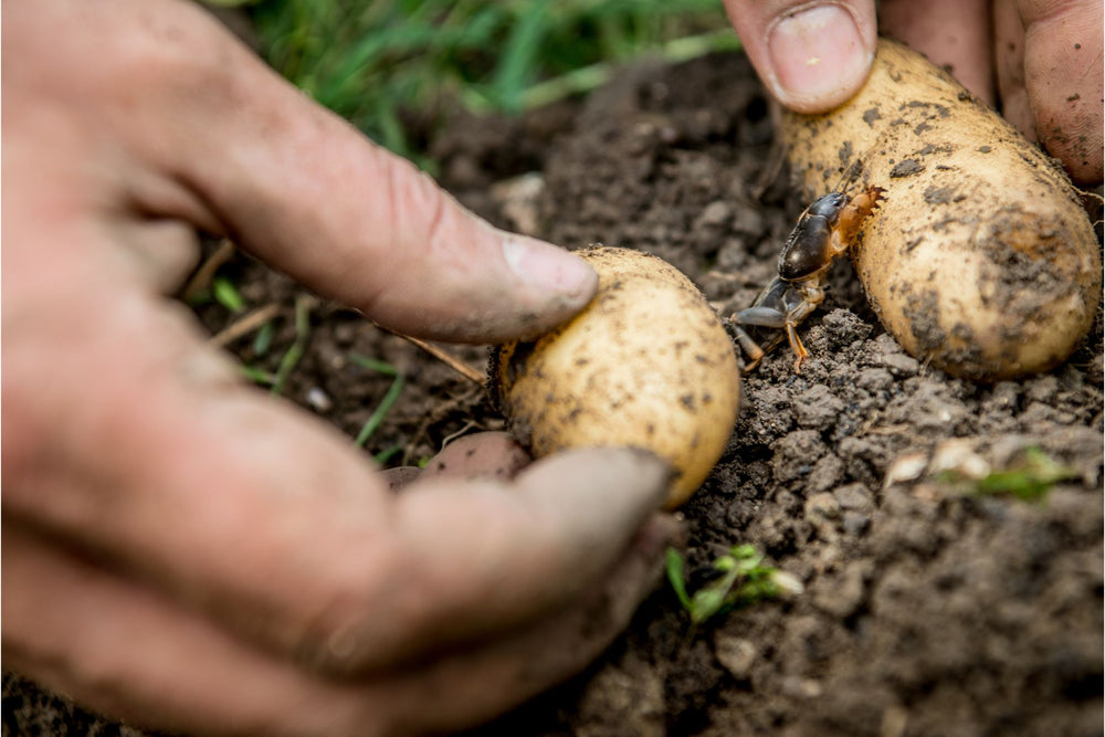 Handen plaatsen twee aardappelen in de aarde naast een maulwurfsgrille insect
