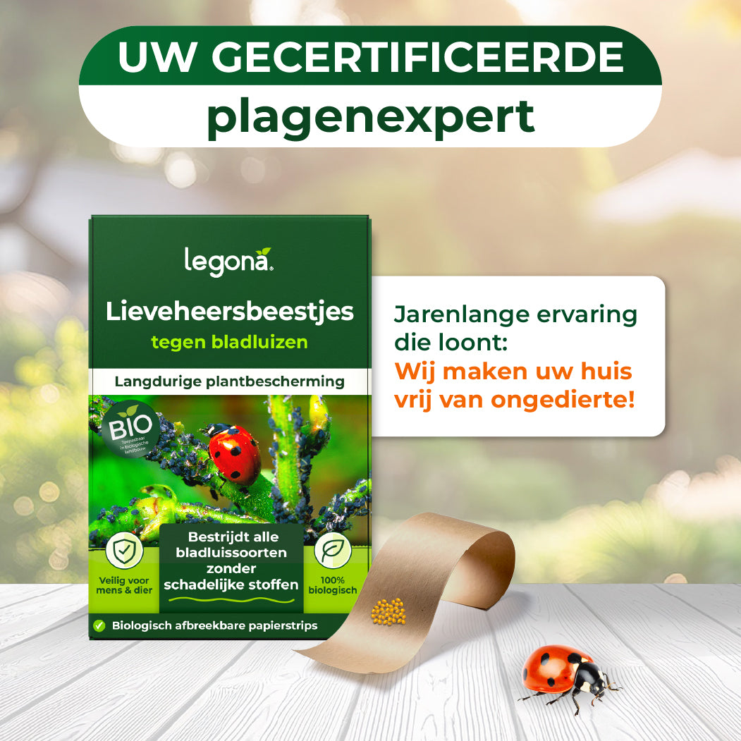 Lieveheersbeestjes tegen bladluizen