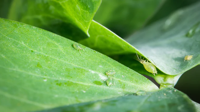 Hoe bladluizen onze planten schaden