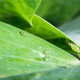 Hoe bladluizen onze planten schaden