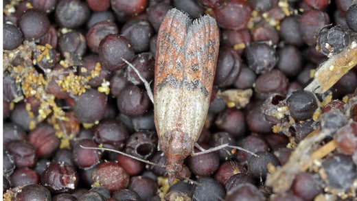 Vruchtmotten snel herkennen en biologisch bestrijden