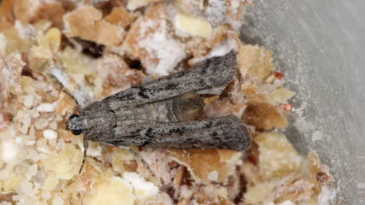 Voedselmotten - schadelijke insecten in de keuken