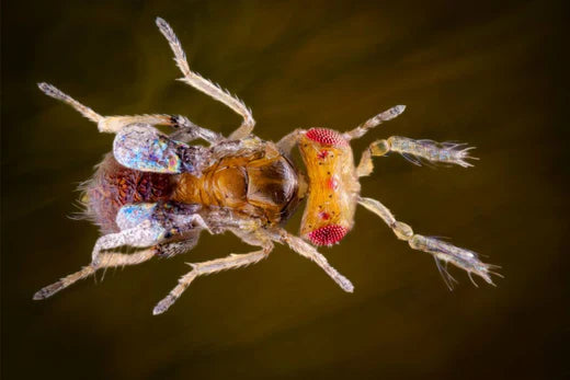 Sluipwespen: effectief tegen motten