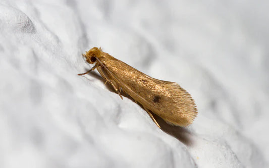 Sluipwespen tegen motten: Interessante feiten over de kleine helpers en tips over hoe ze te gebruiken