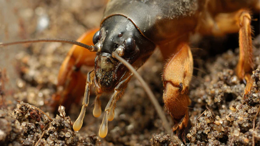 Veenmol - het nachtelijke gravende insect