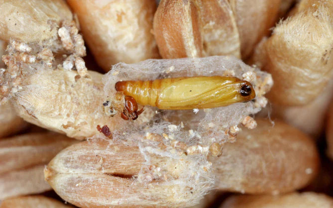 Voedselmotten of kledingmotten: een mottenplaag herkennen en effectief bestrijden