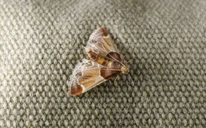 Natuurlijke remedies bij mottenplagen