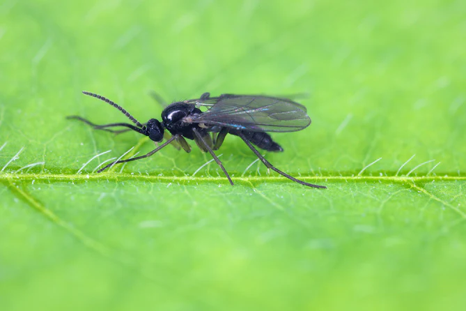 SF-nematoden tegen varenrouwmuggen / rouwvliegjes: Werking en toepassing eenvoudig uitgelegd