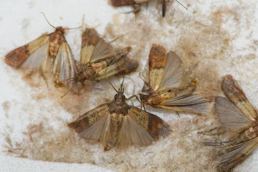 Motten bestrijden - hoe de insecten te herkennen