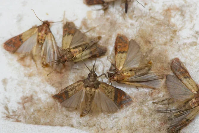 Motten bestrijden - hoe de insecten te herkennen