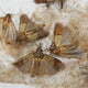 Motten bestrijden - hoe de insecten te herkennen