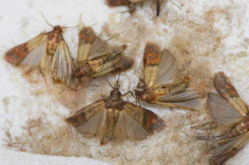 Motten bestrijden - hoe de insecten te herkennen