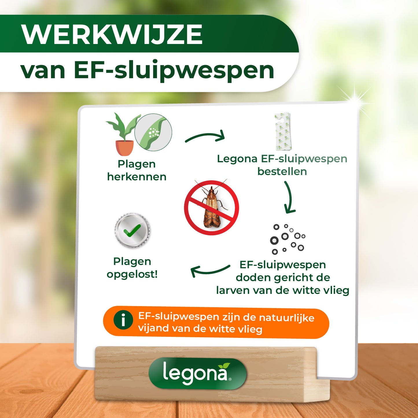EF-sluipwespen tegen wittevlieg