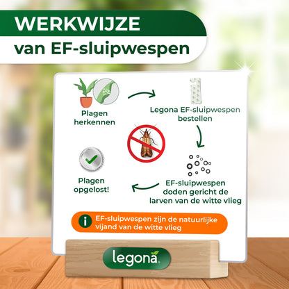 EF-sluipwespen tegen wittevlieg
