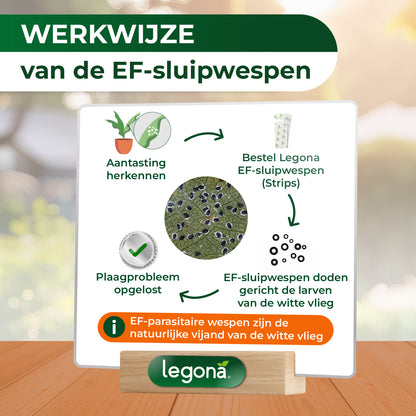 EF-sluipwespen tegen wittevlieg