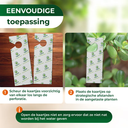 EF-sluipwespen tegen wittevlieg