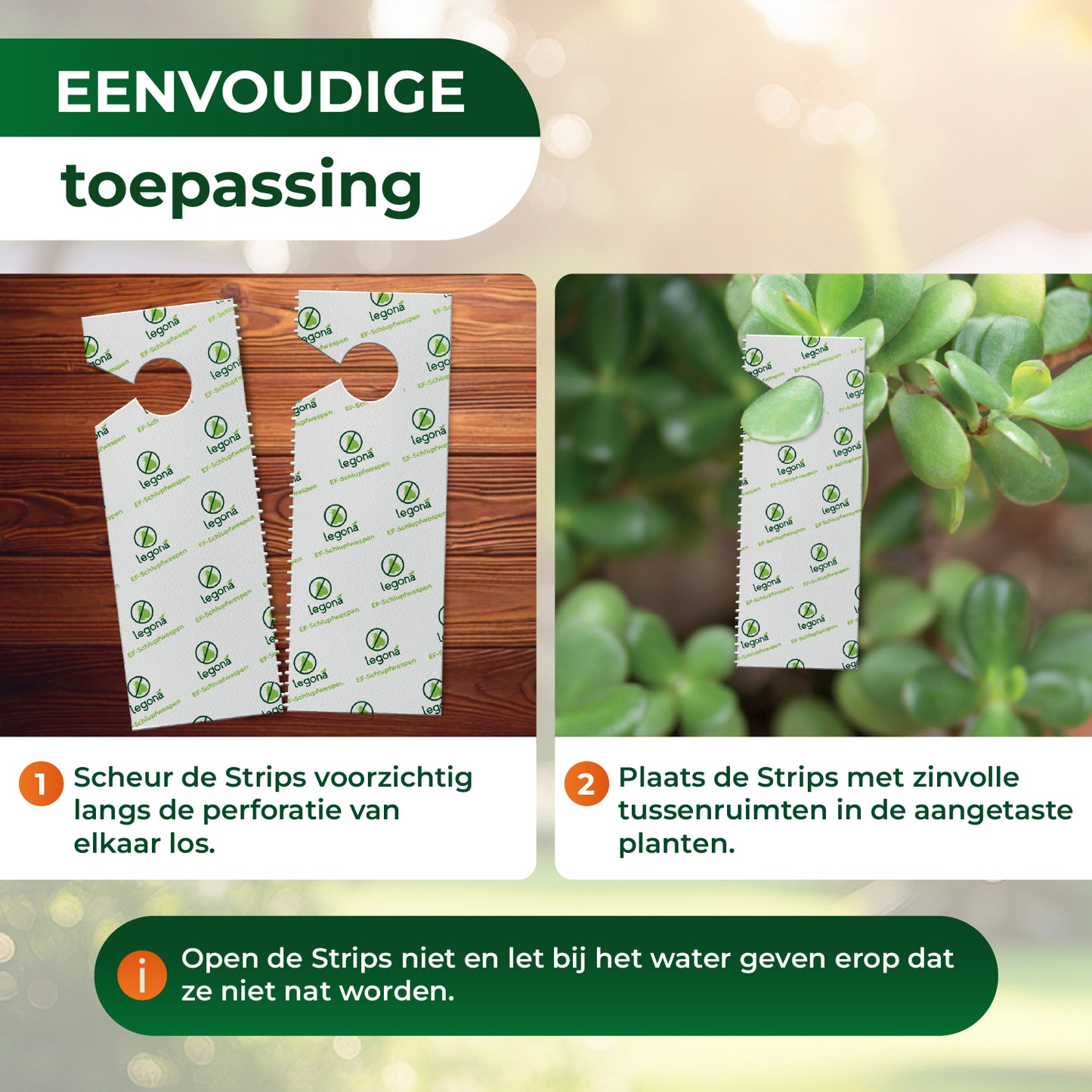 EF-sluipwespen tegen wittevlieg