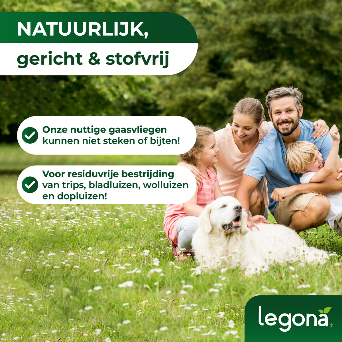 Gaasvlieglarven tegen bladluizen