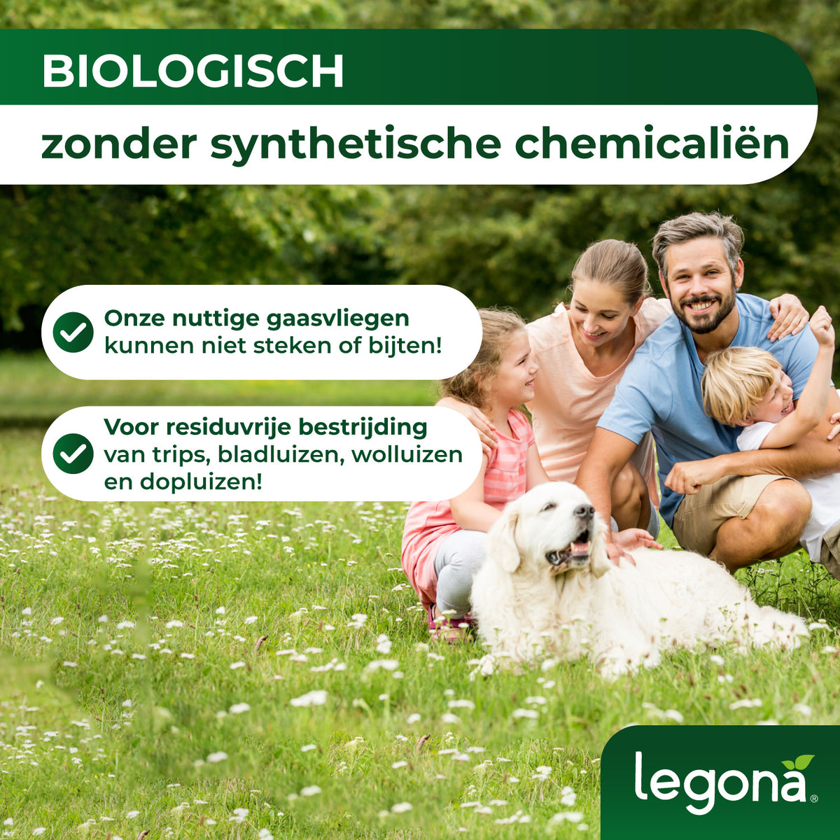 Gaasvlieglarven tegen bladluizen