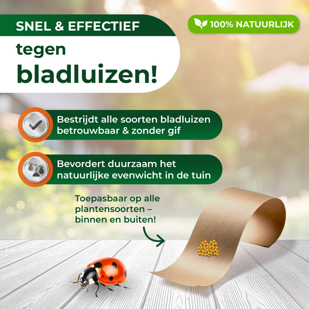 Lieveheersbeestjes tegen bladluizen