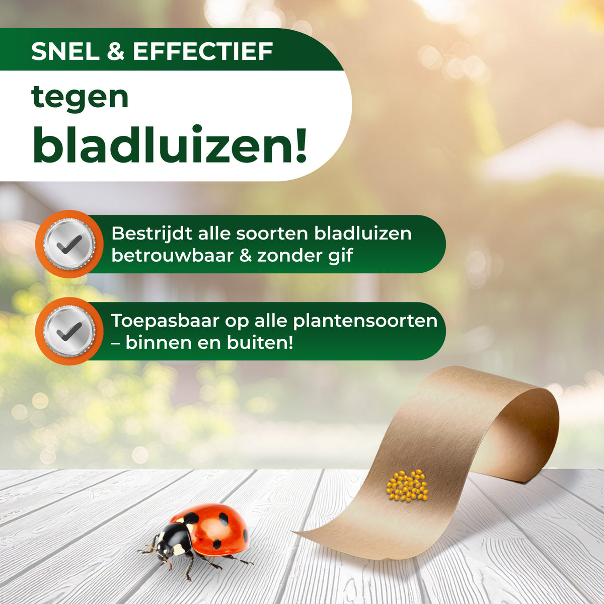 Lieveheersbeestjes tegen bladluizen