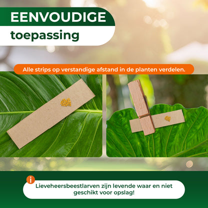 Lieveheersbeestjes tegen bladluizen