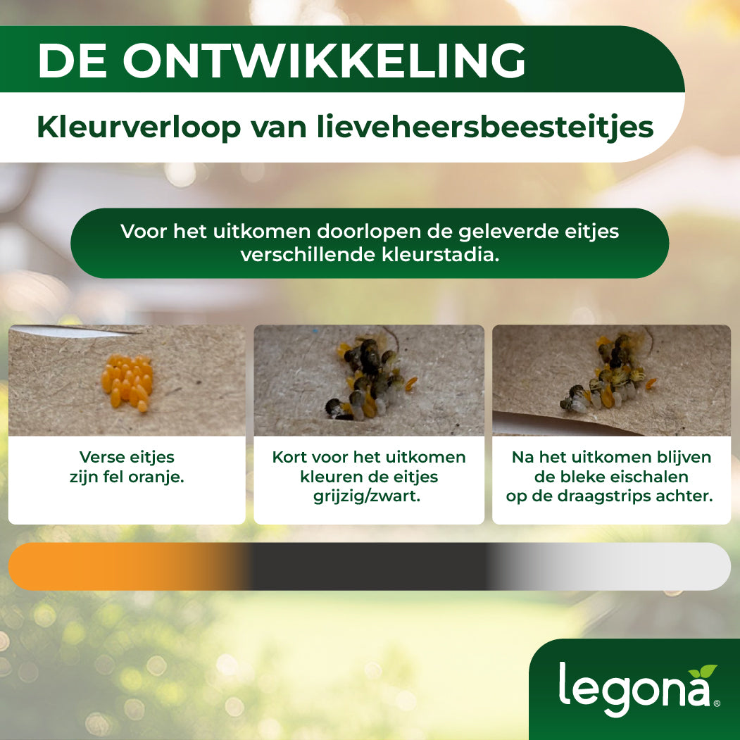 Lieveheersbeestjes tegen bladluizen