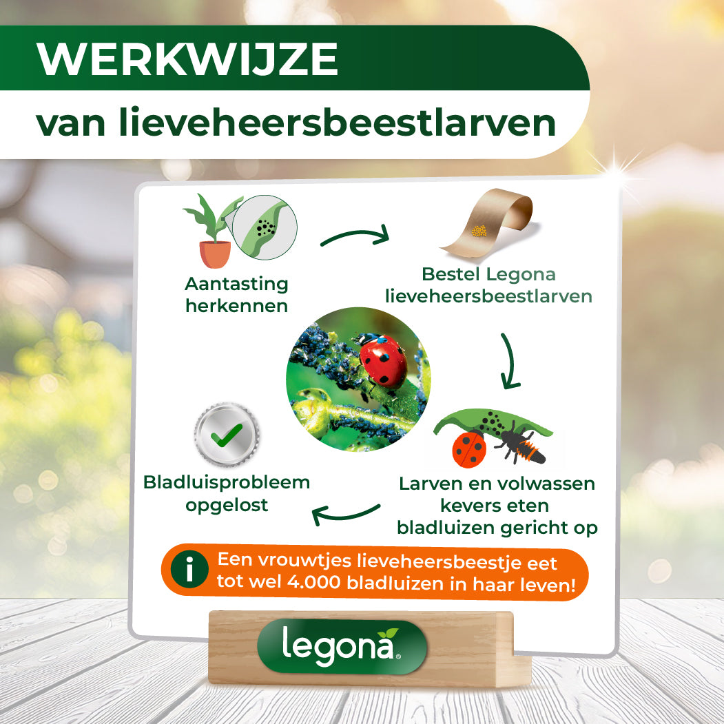 Lieveheersbeestjes tegen bladluizen
