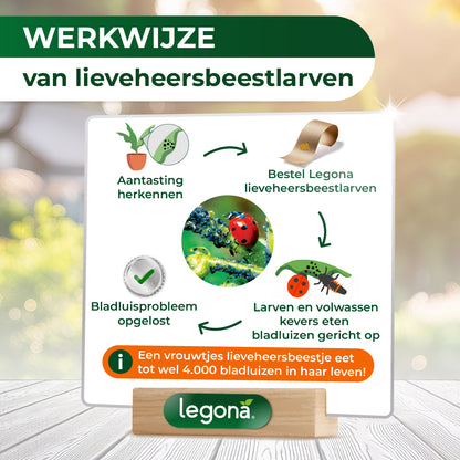 Lieveheersbeestjes tegen bladluizen